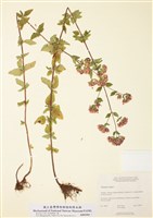 藏品(牛至(臺灣薑葉草))的圖片